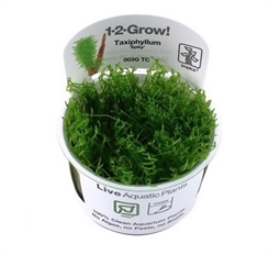 Taxiphyllum Spiky 1-2-grow - mos